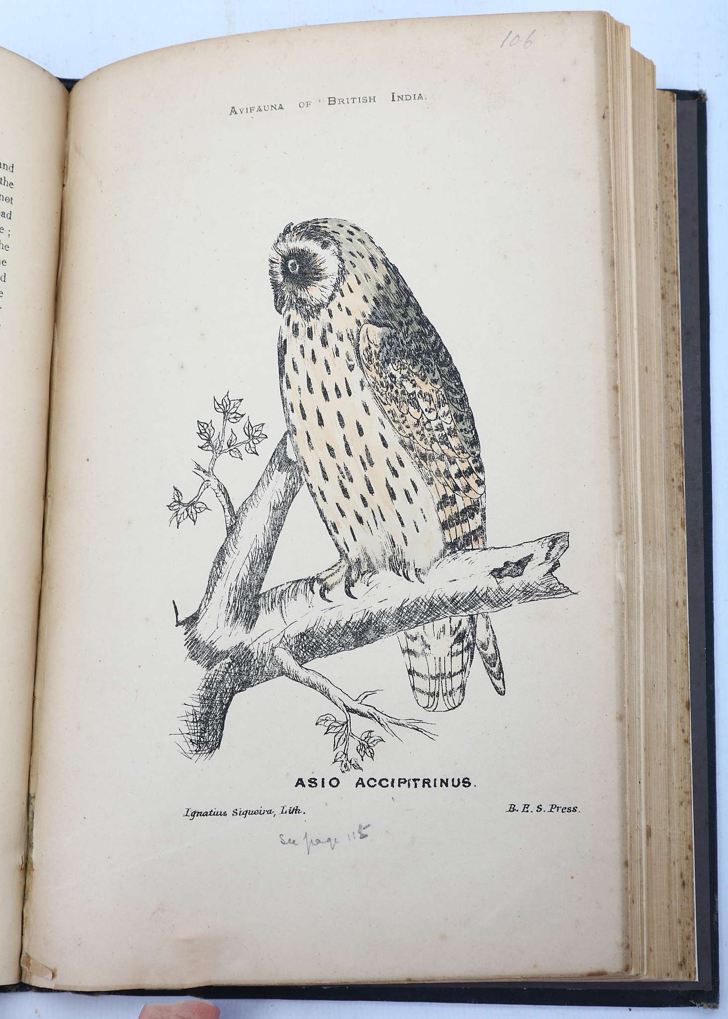 MURRAY, James A. (fl. 1880-90)  The Avifauna of British India and its Dependencies. A Systematic - Image 5 of 8