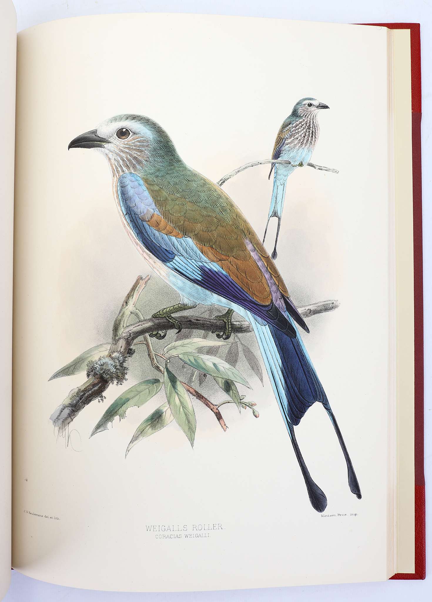 DRESSER, Henry Eeles (1838-1915). A Monograph of the Coraciidae, or Family of the Rollers. - Image 5 of 6