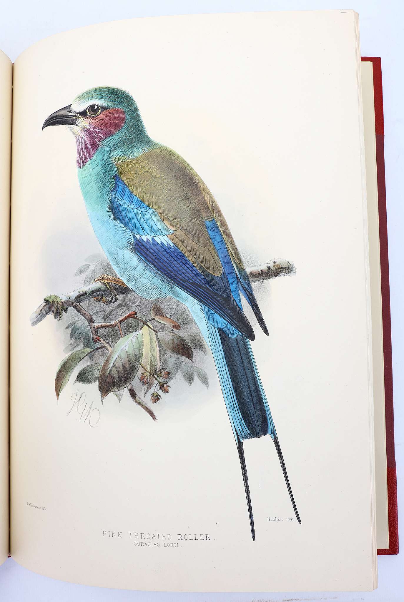 DRESSER, Henry Eeles (1838-1915). A Monograph of the Coraciidae, or Family of the Rollers. - Image 4 of 6