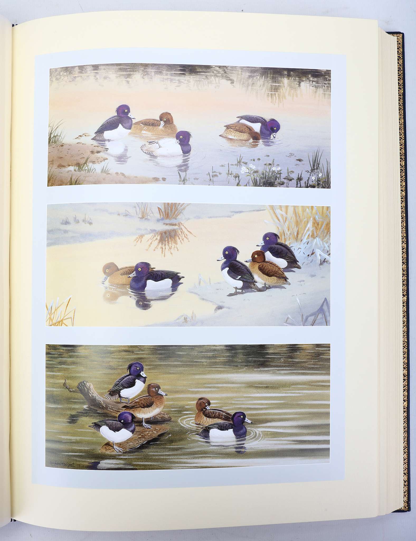 ROBJENT, Richard (b. 1937, illustrator) & Brian Philip MARTIN.  Sporting Wildfowl of the British - Image 6 of 6