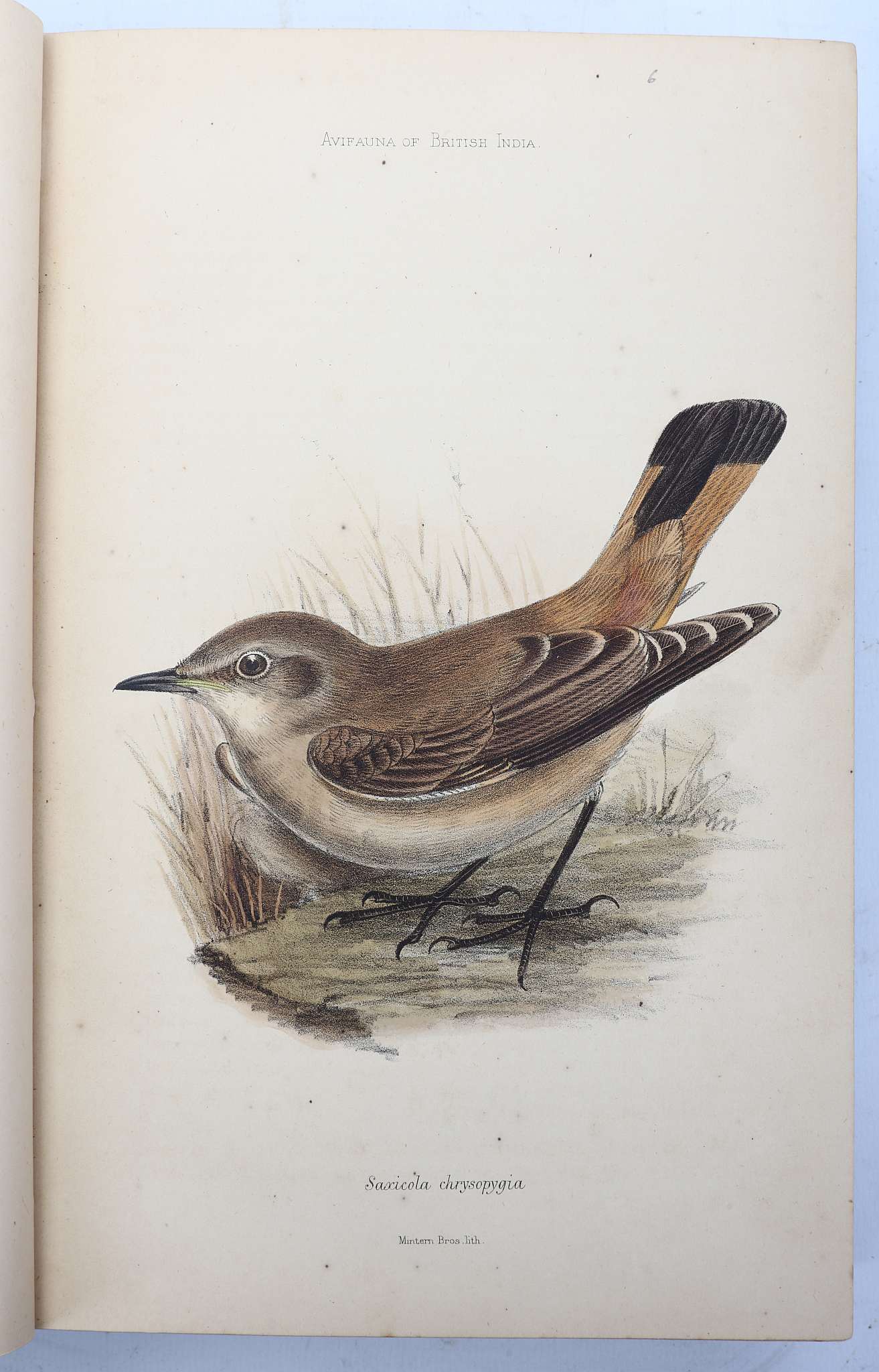 MURRAY, James A. (fl. 1880-90)  The Avifauna of British India and its Dependencies. A Systematic - Image 7 of 8