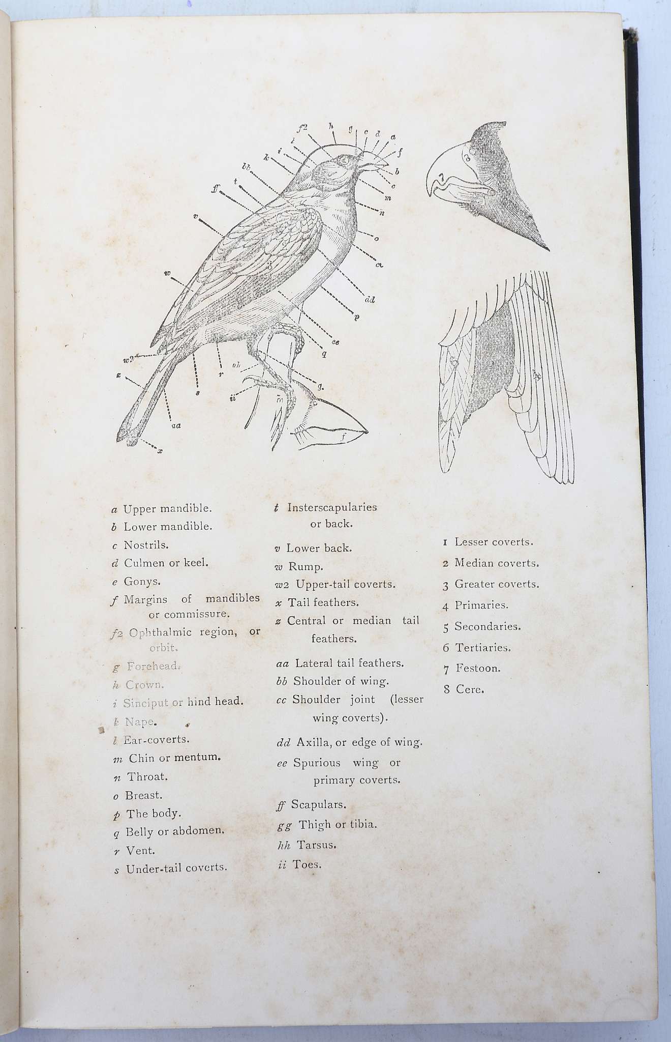 MURRAY, James A. (fl. 1880-90)  The Avifauna of British India and its Dependencies. A Systematic - Image 3 of 8