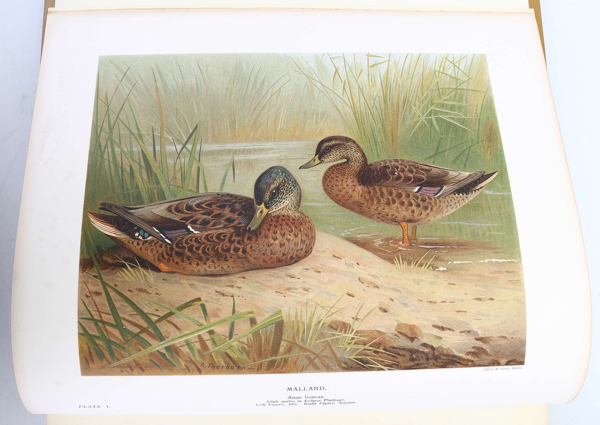 MILLAIS, John Guille (1865-1931).  The Natural History of the British Surface-Feeding Ducks. - Image 5 of 6