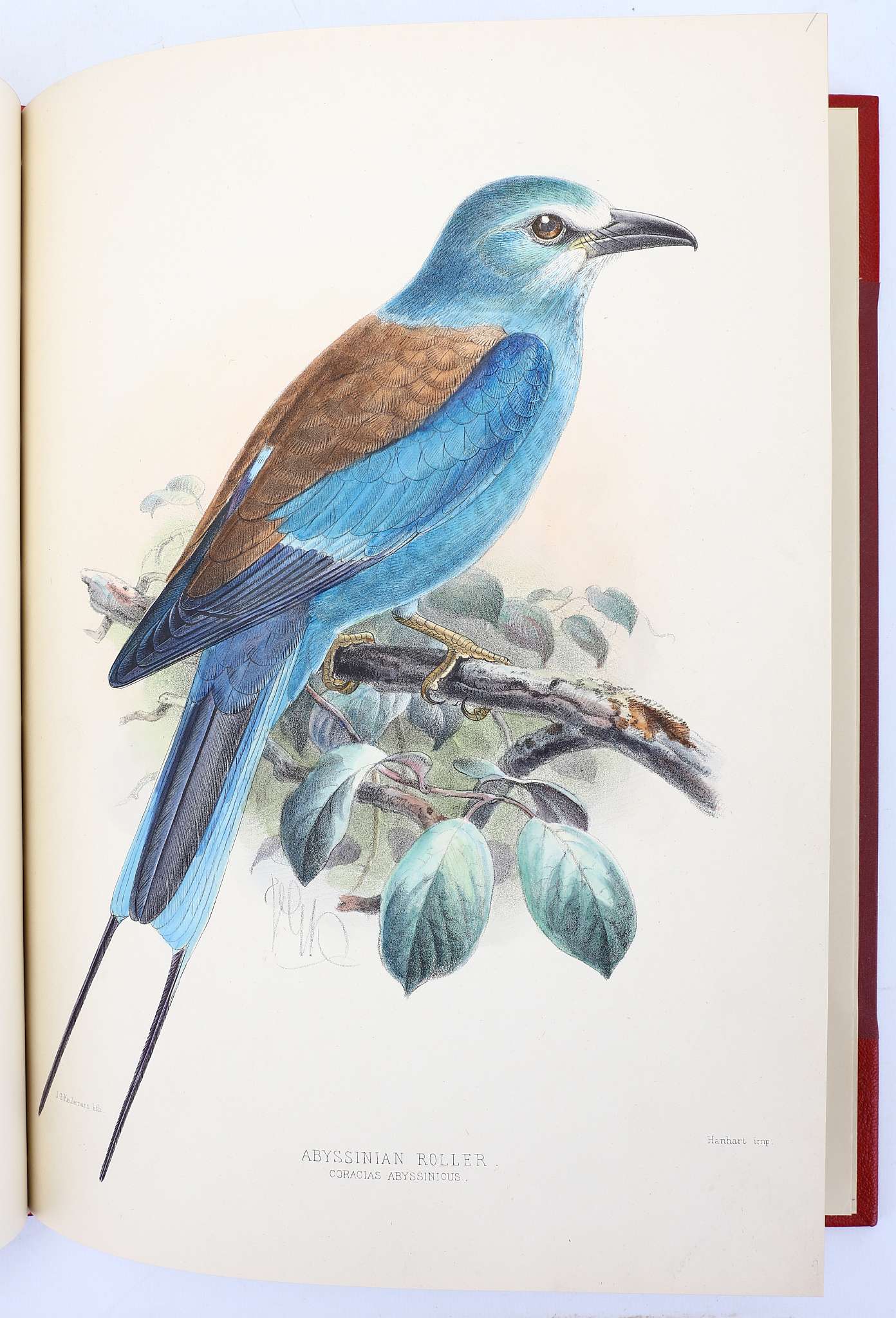 DRESSER, Henry Eeles (1838-1915). A Monograph of the Coraciidae, or Family of the Rollers. - Image 3 of 6