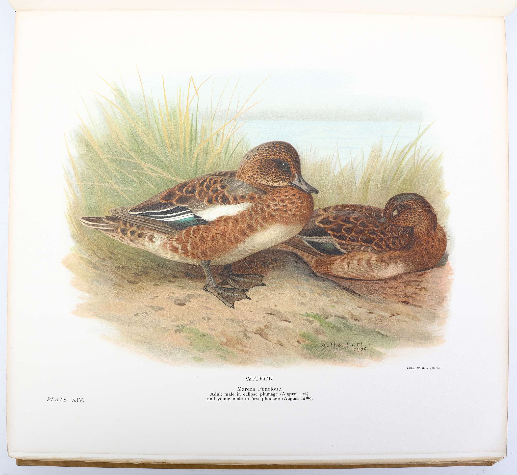 MILLAIS, John Guille (1865-1931).  The Natural History of the British Surface-Feeding Ducks. - Image 6 of 6