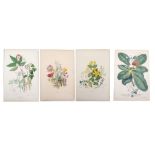 GARDENING. A collection of 14 hand-coloured lithographs from Elizabeth TWINING (1805–1889).