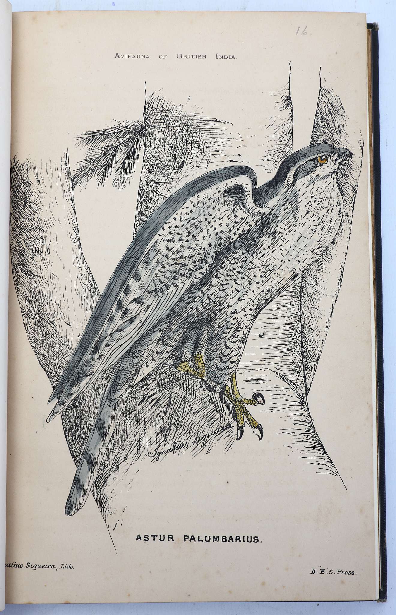 MURRAY, James A. (fl. 1880-90)  The Avifauna of British India and its Dependencies. A Systematic - Image 4 of 8