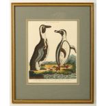 After George Edwards 1694-1773. 'Aptenodytes, The Patagenian Penguin'. Hand tinted engraving.