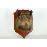 An early 20th Century Continental taxidermy stuffed head of a wild boar set, mahogany shield