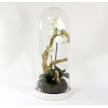 A faux orchid in a naturalistic setting cased within a glass domed cover on a white ceramic base,