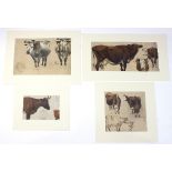 Henry William Banks Davis RA (British 1833-1914)/Cattle/four studies/oil on paper,