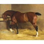 Kate S Badcock/Study of a Bay Mare, Luna by Blair Atholl/standing in a loose box/oil on canvas, 43.