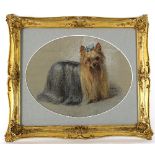 Early 20th Century English School/Long Haired Yorkshire Terrier/oval pastel,