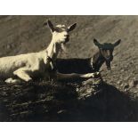 Joseph Frank Cutler/Black and white/photograph of two recumbent goats/monogrammed in pencil/27.