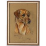 Marjorie Cox (British 1915-2003)/Russ/portrait of a Labrador/signed and dated 1965/pastel, 48.