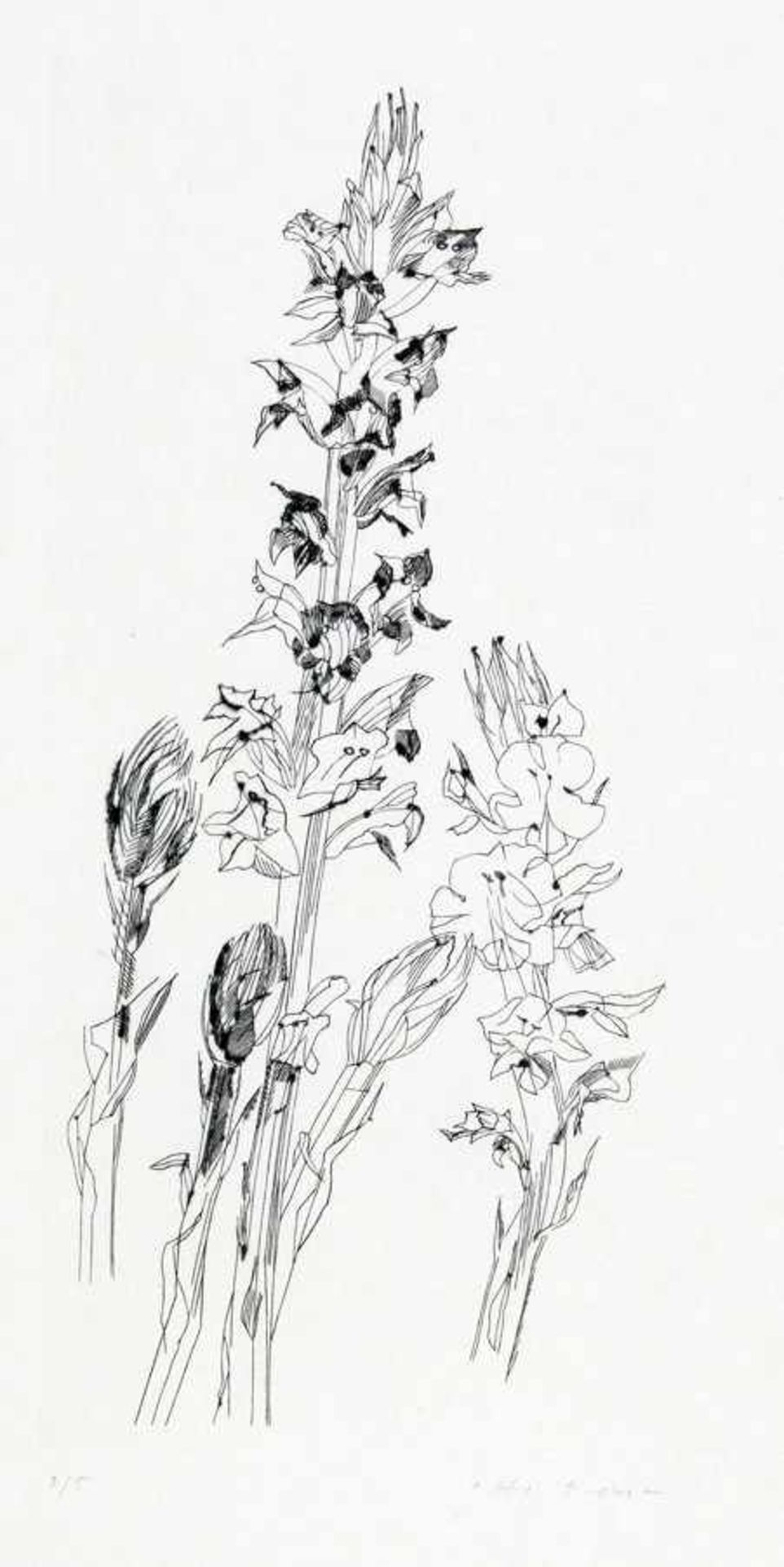 Otto Rohse. Toscanische Pflanzen. Fünf Kupferstiche. 1987. 25,0 : 12,5 cm. Signiert und