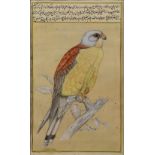 Middle Eastern School (late 18th/early 19th century), Falcon, gouache and ink on paper, fragment