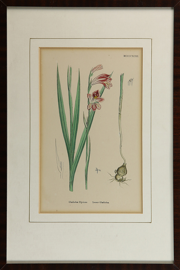 (lot of 3) Book Plates, Mushrooms, lithographs in colors, and "Lesser Gladiolus," etching with - Bild 2 aus 2