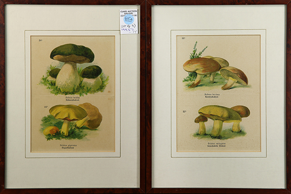 (lot of 3) Book Plates, Mushrooms, lithographs in colors, and "Lesser Gladiolus," etching with