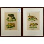 (lot of 3) Book Plates, Mushrooms, lithographs in colors, and "Lesser Gladiolus," etching with