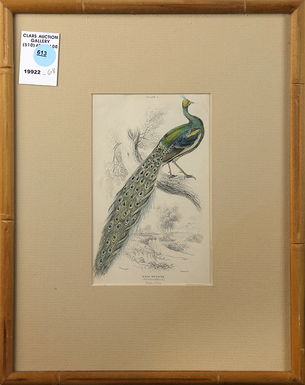 Etching with hand-coloring, "Pavo Muticus (The Javanese Peacock)," overall (with frame): 13"h x 10.