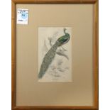 Etching with hand-coloring, "Pavo Muticus (The Javanese Peacock)," overall (with frame): 13"h x 10.