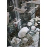 (Lot of 30+) Collection of shells and coral specimens, largest: 18"l