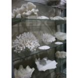 (Lot of 14+) Collection of shells and coral specimens, largest: 18"l