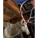 Taxidermy elk head with pronged rack, 64"h x 28"w x 32"d