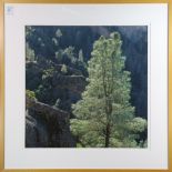 Peter Linden (American, 20th century), "Pinnacle Tree Against Dark Canyon Background," color