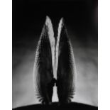 Ruth Bernhard (American, 1905-2006), "Angel Wings," 1943, gelatin silver print, later impression,