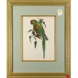 Ornithological print (20th century), "Ara rubro-genis," lithograph in colors, pl. 72 from