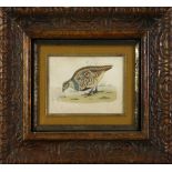 American School (19th century), Quail, lithograph in colors, unsigned, overall (with frame): 7.25"