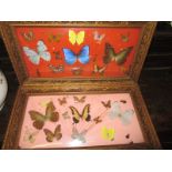 A collection of butterflies and moths in domed display cases