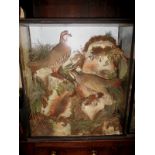 A large cased Taxidermy Diorama of a pair of Red Legged Partridges