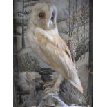 A glazed cased Taxidermy Winter scene Diorama of a Bard Owl