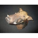 A rare Taxidermy of a Warthog head