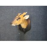 A shield mounted Taxidermy of a Muntjac deer head