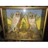 A Victorian cased Taxidermy of a pair of Barn Owls