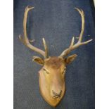 A taxidermy stag head with 6 point antlers mounted on shield plaque