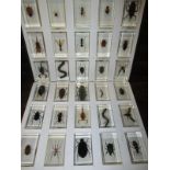 A collection of cased insects