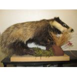 A Taxidermy young Badger on wood plinth