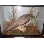 A Victorian Taxidermy Hobby Falcon diorama in glazed case