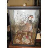 A Taxidermy Red leg partridge in glazed case