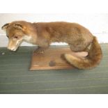 A Taxidermy male fox on hardwood plinth