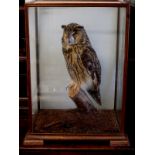 An Edwardian taxidermy owl in glazed case