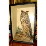 A Victorian Taxidermy of a long eared owl in glazed display case