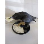 An unusual taxidermy diorama of crow playing cards, known as Colin