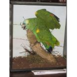 A cased Taxidermy female Blue Fronted Amazon parrot