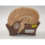 An Adam Rouilly Anatomical Model Of A Human Brain